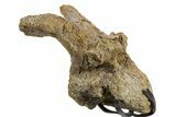 Hadrosaur (Edmontosaurus) Cervical Vertebra w/ Stand - Wyoming #377738-3